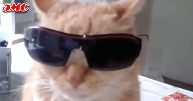Cat wearing bodyguard glasses