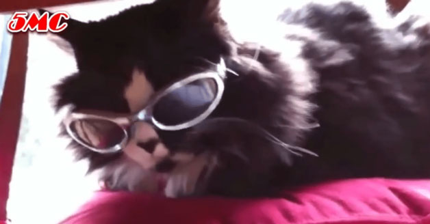 Cat wearing silver glasses