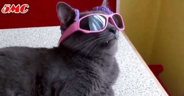 Cat wearing sports glasses