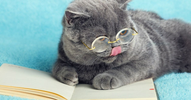 Cat wearing round gold glasses