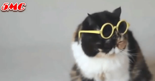 Cat wearing round frame glasses