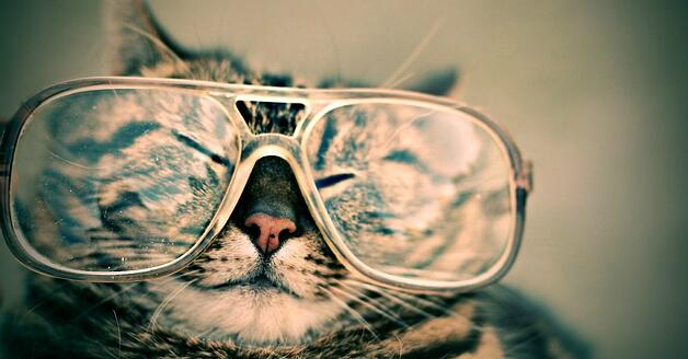 Tabby cat wearing oversized glasses