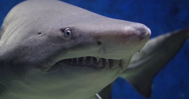 Les yeux de requin