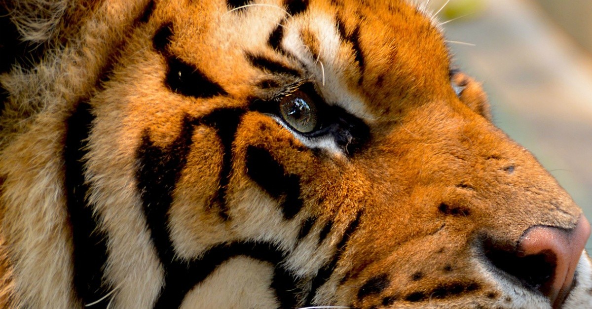 Eye Of The Tiger And 15 Times Eyes Invaded Pop Culture Bard Optical Eye Of The Tiger And 15 Times Eyes Invaded Pop Culture Bard Optical